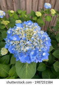 Blooming Hydrangea In James Island, South Carolina 