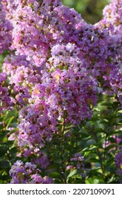 Blooming Indian Lilac In The Garden