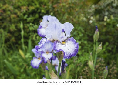 blooming iris close up