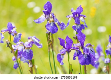 シベリアアイリス アイリスシビリカ の花の接写写真素材 Shutterstock