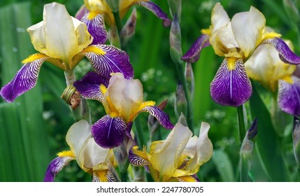 blooming irises in the garden. iris flowers close-up