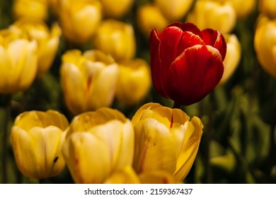 blooming isolated red tulip in a field of yellow tulips on a tulip farm in North Holland near the city of Alkmaar. Tulips always bloom in April and early May