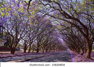 Blooming Jacaranda trees lining Milton Avenue, Harare, Zimbabwe