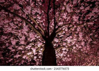 Blooming Japanese cherry tree. Branches of “Prunus serrulata“ blossom illuminated at night with white and pink flowers. Tree with thousands of flowers from frog perspective in artificial light. - Powered by Shutterstock