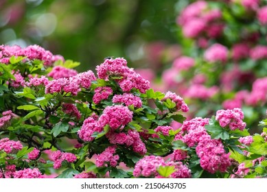 5,574 Blooming hawthorne tree Images, Stock Photos & Vectors | Shutterstock