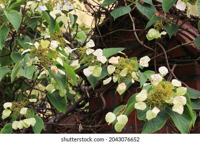 Blooming Japanese Hydrangea Vine In Sunny August