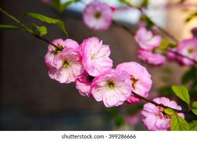 Blooming Japanese Plum (Prunus Mume)