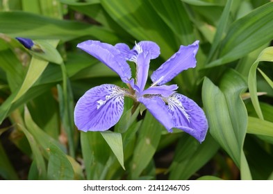 Blooming Japanese roof iris, scientific name Iris tectorum