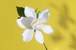 Blooming Jasmine Flower With Jasmine Leaves Isolated On Yellow Background.