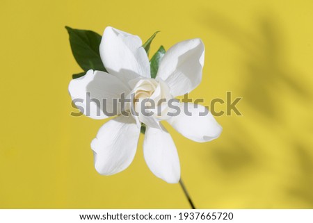 blooming jasmine flower with jasmine leaves isolated on yellow background.