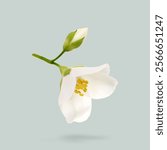 Blooming jasmine flower and unopened bud in air on grey background