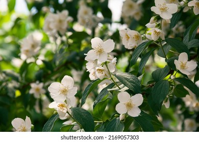 Blooming jasmine shrub in June. Jasmine flowers. White flowers. Photo of nature. - Shutterstock ID 2169057303