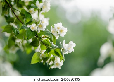 Blooming jasmine shrub on summer day. Blossoming Jasmine flowers in spring garden. Beauty in nature. - Powered by Shutterstock