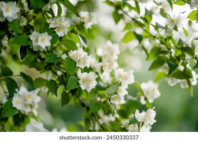 Blooming jasmine shrub on summer day. Blossoming Jasmine flowers in spring garden. Beauty in nature. - Powered by Shutterstock