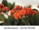 Blooming Kalanchoe close-up. orange flowers of Kalanchoe. Home flowers. Kalanchoe plant with orange flowers, Kalanchoe blossfeldiana. Widow