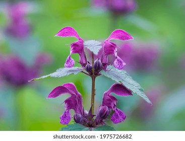 Lamium Maculatum Images Stock Photos Vectors Shutterstock