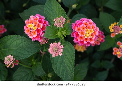 Blooming Lantana flowers, close-up Flowering plant Spanish flag for publication, design, poster, calendar, post, screensaver, wallpaper, postcard, banner, cover, website. High quality photography - Powered by Shutterstock