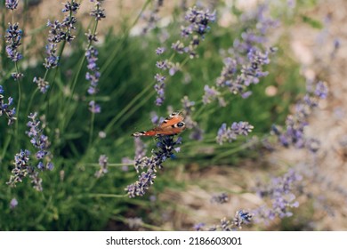 Blooming Lavender Bush In The Backyard In The Garden.Butterfly On Flowers. Growing Lavender And Caring For The Garden.
Lavender Bushes In Landscape Design.