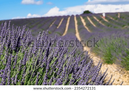 Blooming lavender field with purple rows of lavender, trees and clouds on the blue sky, Plateau de Valensole, Provence, Provence-Alpes-Cote d'Azur, France, Europe. Summertime on french countryside Stok fotoğraf © 