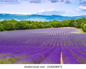 Blooming Lavender Field. Rural Countryside Landscape With Mountains On Horizon. Puimoisson Region, Plateau Valensole, Alpes De Haute Provence In France.