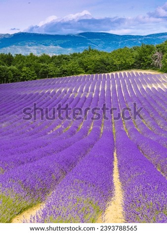 Blooming lavender field. Rural countryside landscape with mountains on horizon. Puimoisson region, Plateau Valensole, Alpes de Haute Provence in France. Stok fotoğraf © 