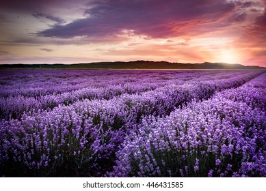 Blooming lavender field under the red colors of the summer sunset  - Shutterstock ID 446431585
