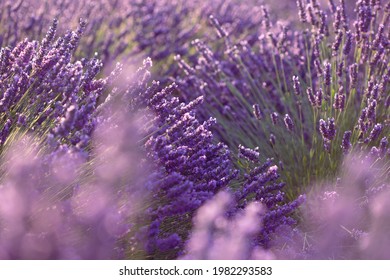 Blooming lavender fields in France; violet flowers on foreground lit with the gentle morning sun light 