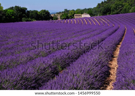 Similar – #A# Purple Farm Art