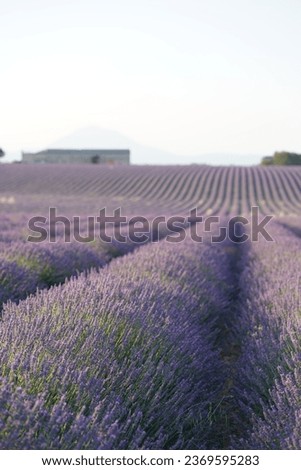 Similar – #A# Purple Field