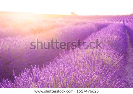 Similar – #A# Purple Fields Art