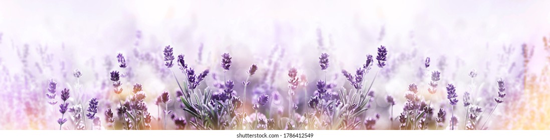 Blooming Lavender flowers field panoramic view for summer background, banner. Soft selective focus. - Powered by Shutterstock