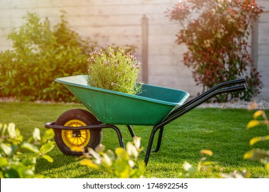Blooming lavender in green wheelbarrow. Garden wheelbarrow full of lavender. Beautiful summer garden in background.