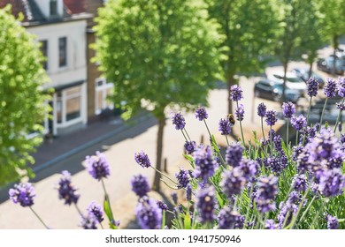 Blooming Lavender Or Lavandula With A Bee On A Balcony In A Typical Dutch City With A Canal And Parked Cars. Urban Gardening Concept.               