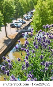 Blooming Lavender Or Lavandula On A Balcony In A Typical Dutch City With A Canal And Parked Cars. Urban Gardening Concept. Vertical Image.