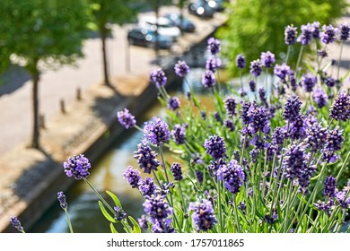 Blooming Lavender Or Lavandula On A Balcony In A Typical Dutch City With A Canal And Parked Cars. Urban Gardening Concept.                        