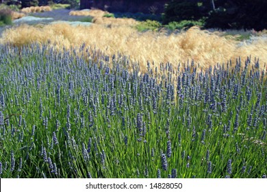 Blooming Lavender In A Northern California Garden, With Flowing Grasses