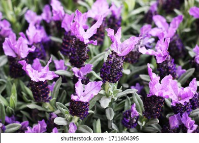 
Blooming Lavender 
In A Pot