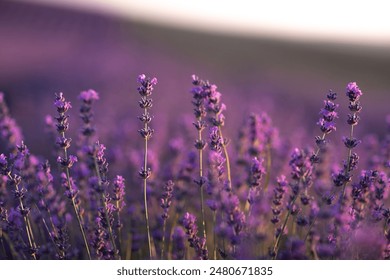 Blooming lavender sprig in the foreground close up Background purple lavender field in blur - Powered by Shutterstock