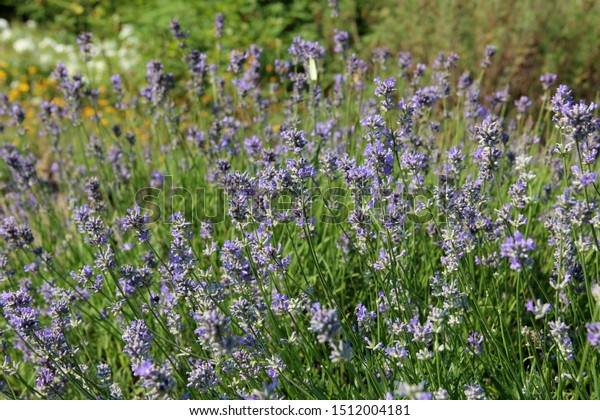 Blooming Lavenders Field Beautiful Lavender Flower Nature Stock