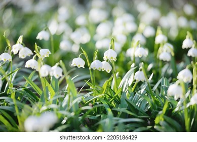 Blooming Leucojum Aestivum (summer Snowflake) Flowers In A Park, Close-up. Early Spring. Symbol Of Purity, Peace, Joy, Easter Concept. Landscaping, Gardening, Environment. Macrophotography, Bokeh