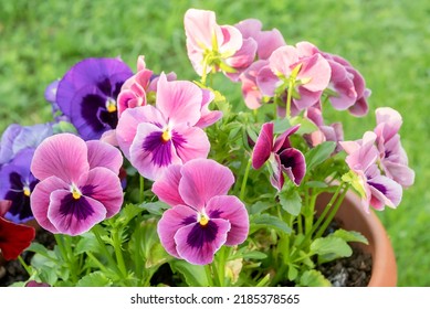 Blooming Light Lilac Pansies In A Large Planter In The Garden Yard.