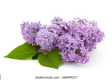 Blooming Lilac Flowers