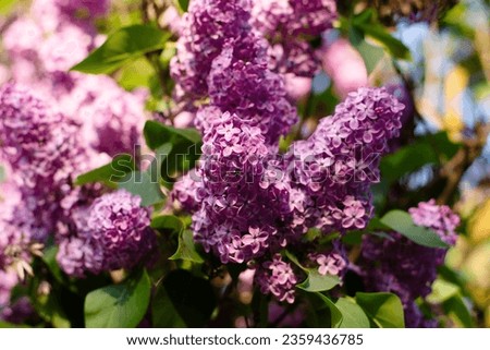 Blooming lilac flowers. Flowers as a background Syringa vulgaris. closeup.