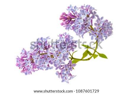 Blooming lilac flowers isolated on white background