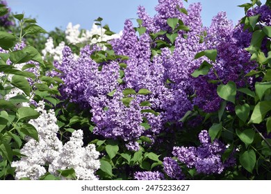 Lilas florecientes en el