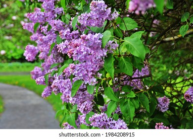 Blooming lilac trees. Taken at lilacs garden in Moscow.
