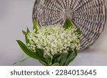 Blooming lilies of the valley (Convallaria majalis)  on a gray background. Symbol of the first of May in France "Lily of the Valley Day" (Le jour du Muguet)