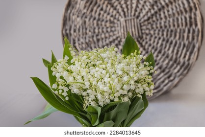 Blooming lilies of the valley (Convallaria majalis)  on a gray background. Symbol of the first of May in France "Lily of the Valley Day" (Le jour du Muguet)