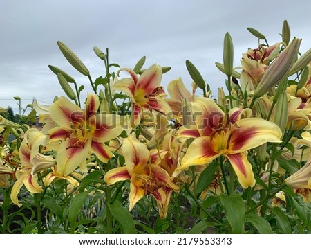 Blooming Lilium flavia Lily with green leaves and clouds sky background 