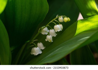 Blooming Lily Of The Valley. Close Up. White Flowers.